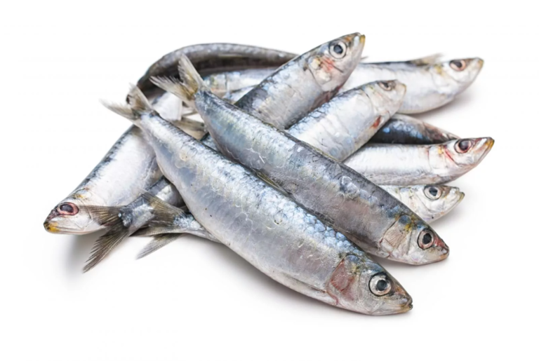 Fresh Moroccan bait fish including sardines and mackerel, ideal for aquaculture.