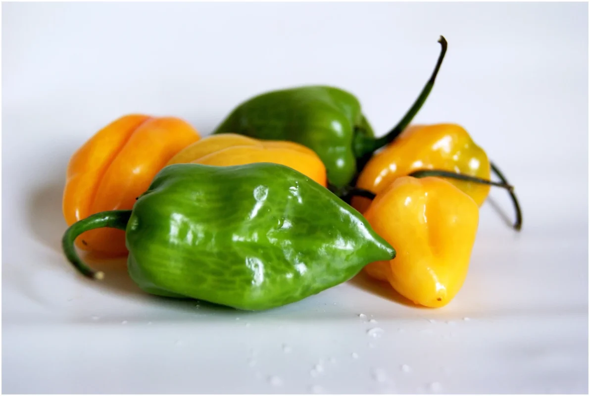Fresh Moroccan habanero peppers showcasing their vibrant color and heat.