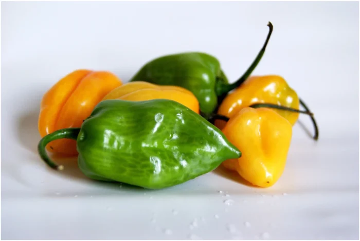 Fresh Moroccan habanero peppers showcasing their vibrant color and heat.